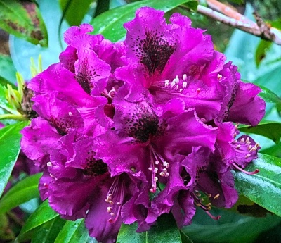 Рододендрон гибридный Purple Splendour 