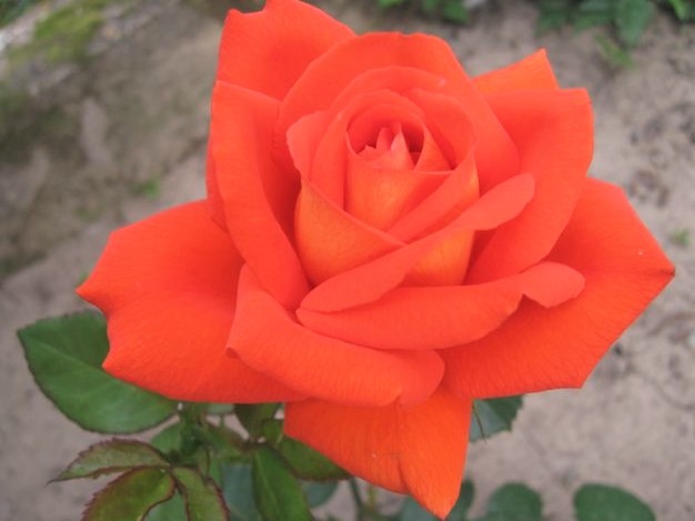 Роза «Наранга»